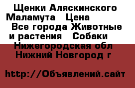 Щенки Аляскинского Маламута › Цена ­ 10 000 - Все города Животные и растения » Собаки   . Нижегородская обл.,Нижний Новгород г.